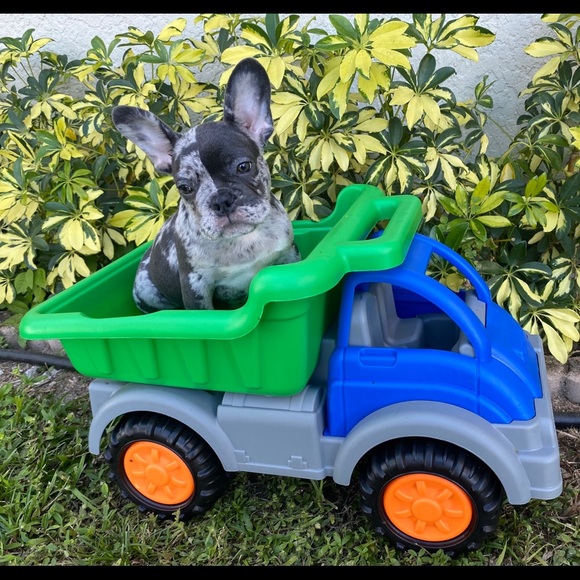 Meet your Posher, Victor - Picture 7 of 12